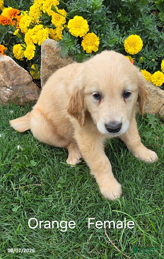 Golden Retriever dogs Ophelia - Ad 40