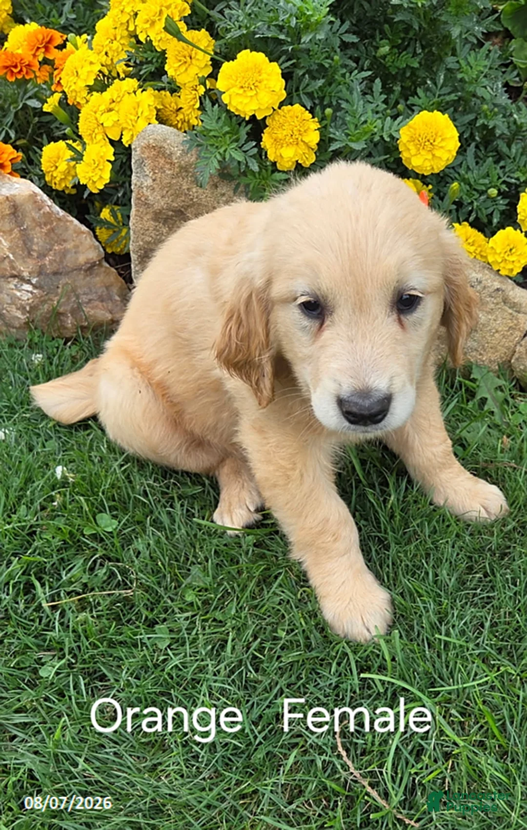 Golden Retriever dogs for sale: Ophelia - Ad 1