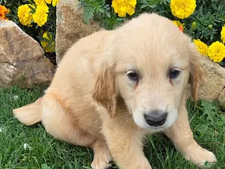 Golden Retriever dogs Ophelia - Ad 40