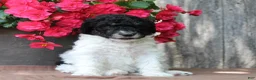 Standard Poodle dogs for sale: Sage AKC standard poodle - Ad 32