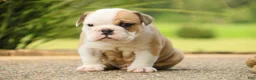 English Bulldog dogs for sale: Quaram English Bulldog  - Ad 4