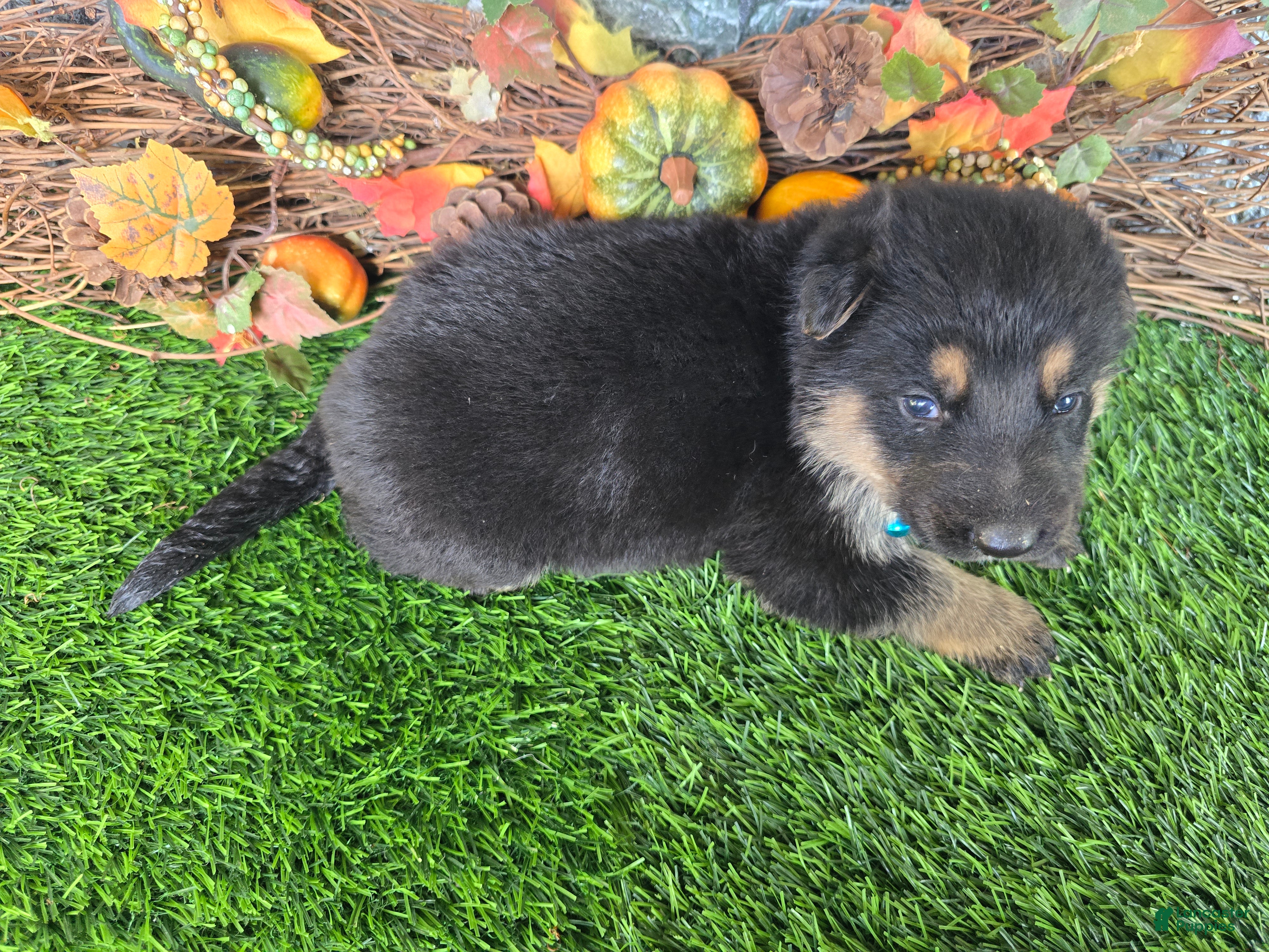 German Shepherd dogs for sale: German Shepherd 2 - Ad 2