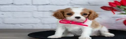 Cavalier King Charles Spaniel dogs for sale: Lana - Ad 2