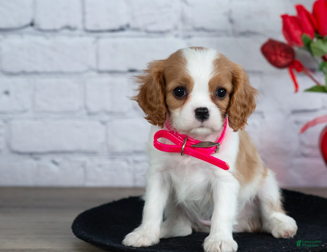 Cavalier King Charles Spaniel dogs for sale: Lana - Ad 2