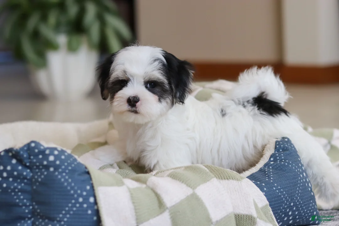 Morkie dogs for sale: Carson - Ad 9