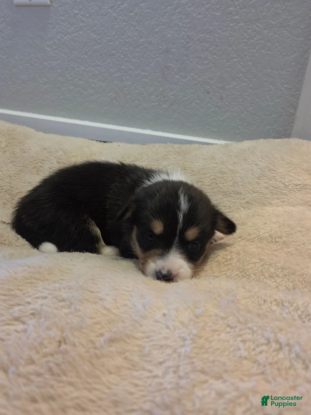 Mixed Breed dogs for sale: Pink - Ad 2