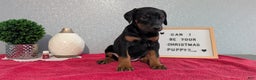 Doberman Pinscher dogs for sale: Lyla - Ad 8