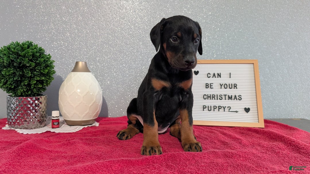 Doberman Pinscher dogs for sale: Lyla - Ad 8