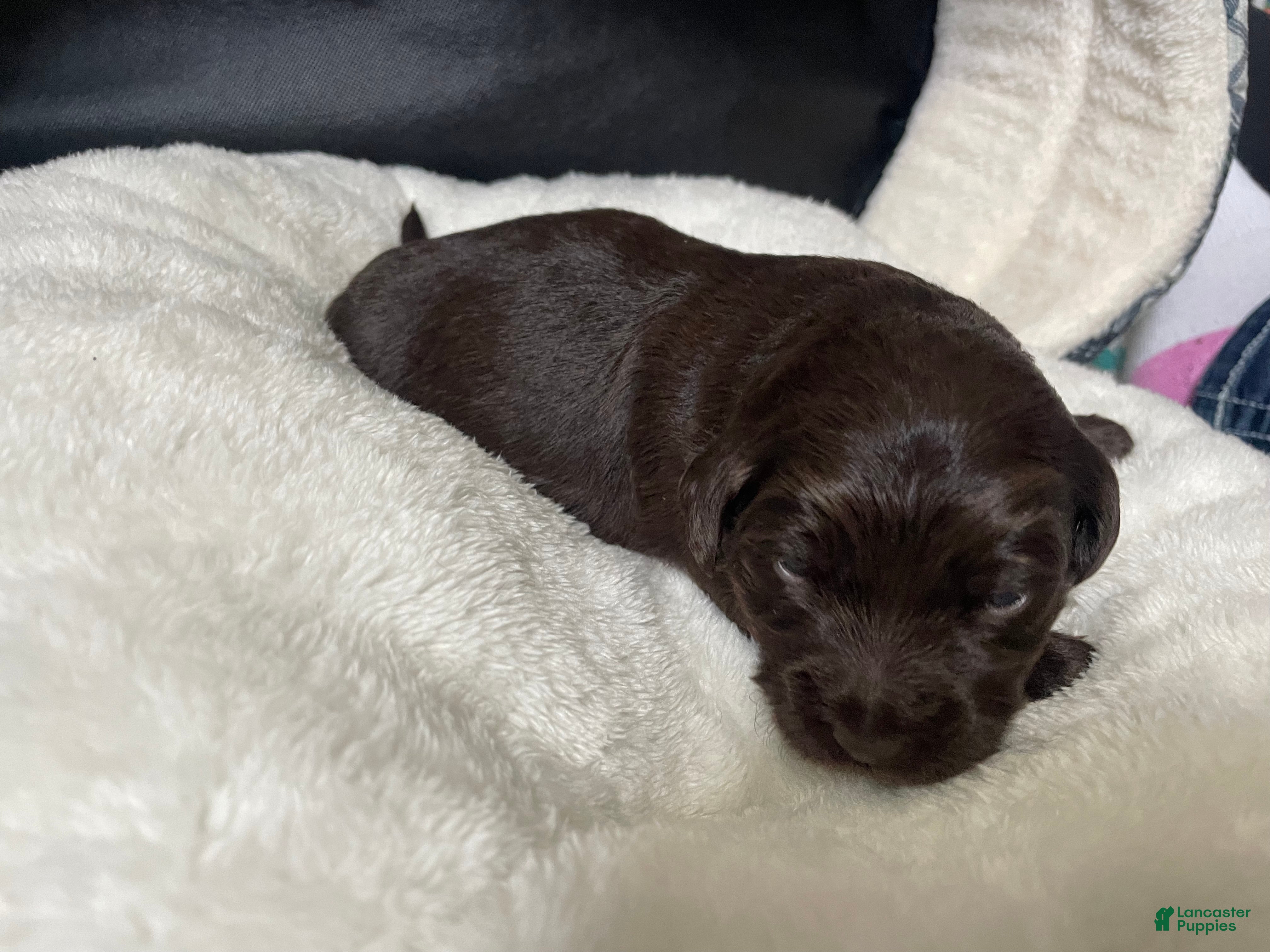 Labradoodle dogs Bear - Ad 2