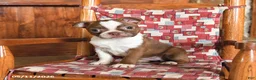 Boston Terrier dogs for sale: Sulley - Ad 3