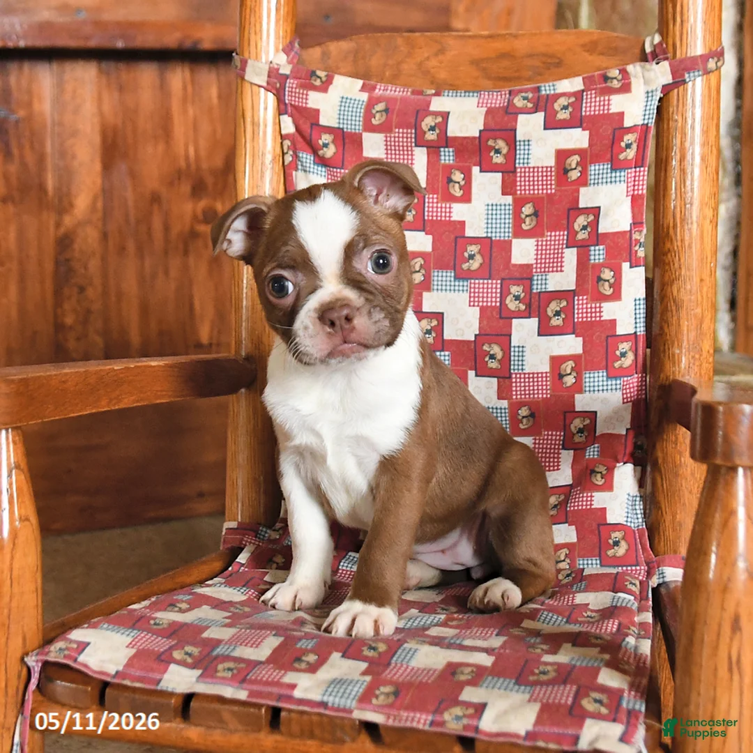 Boston Terrier dogs for sale: Sulley - Ad 3
