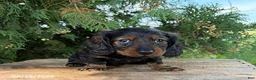 Miniature Dachshund dogs for sale: Dominic - Ad 3