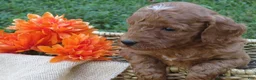 Mini Goldendoodle dogs for sale: Marshmallow  - Ad 5