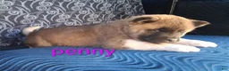 Akita dogs for sale: Penny - Ad 7