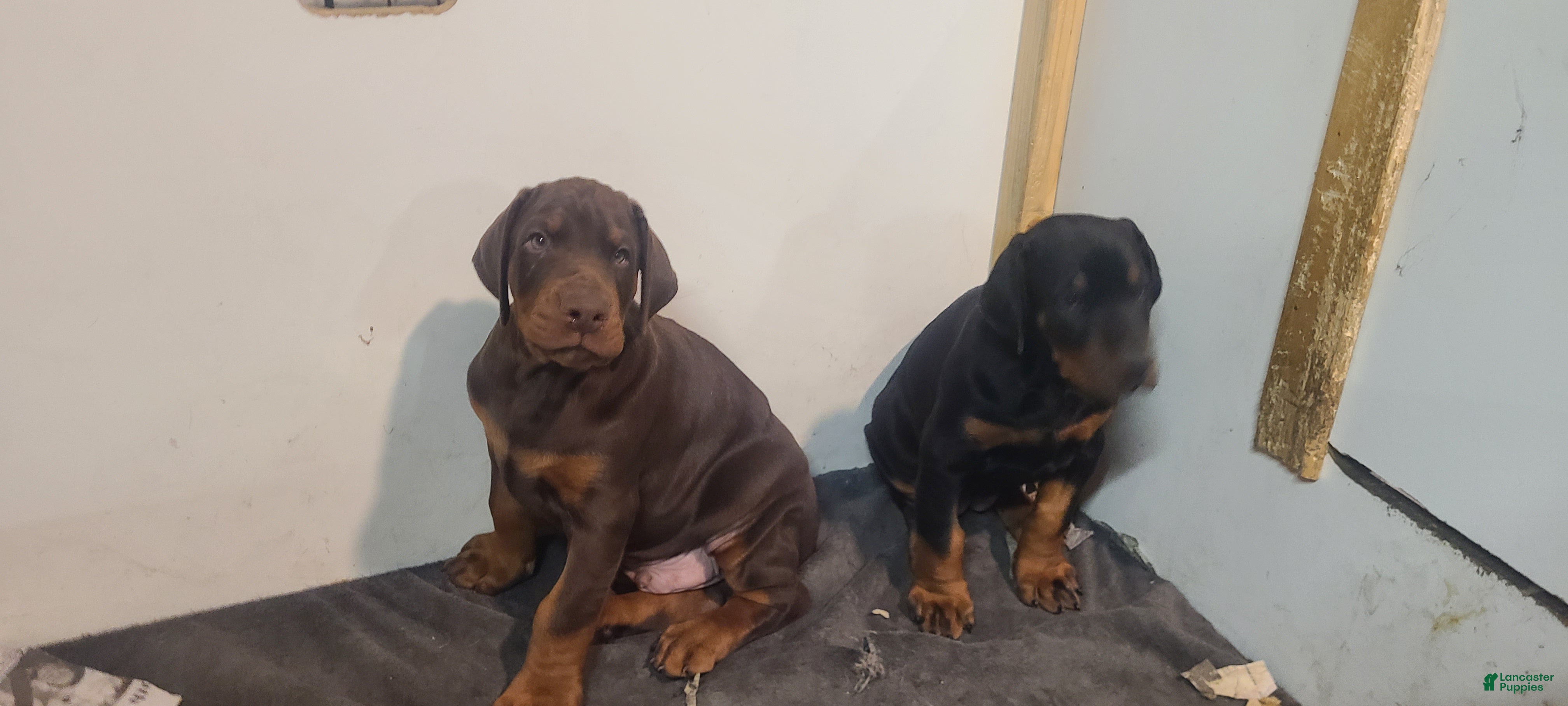 Doberman Pinscher dogs Gustav  - Ad 2