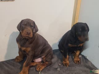 Doberman Pinscher dogs Gustav - Ad 16