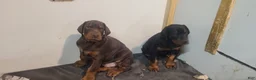 Doberman Pinscher dogs for sale: Gustav  - Ad 6