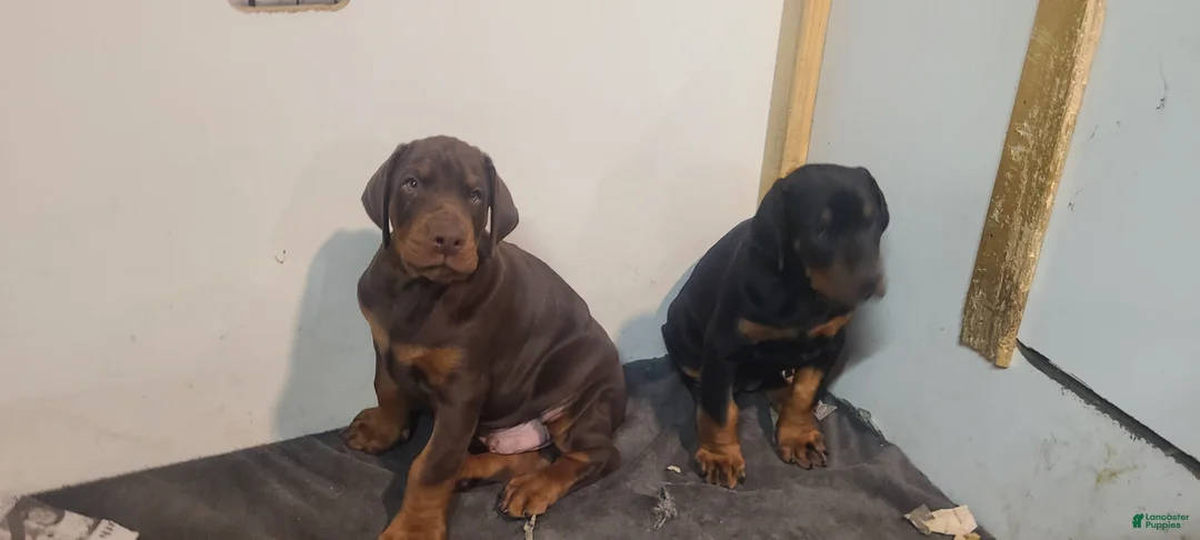 Doberman Pinscher dogs for sale: Gustav  - Ad 6
