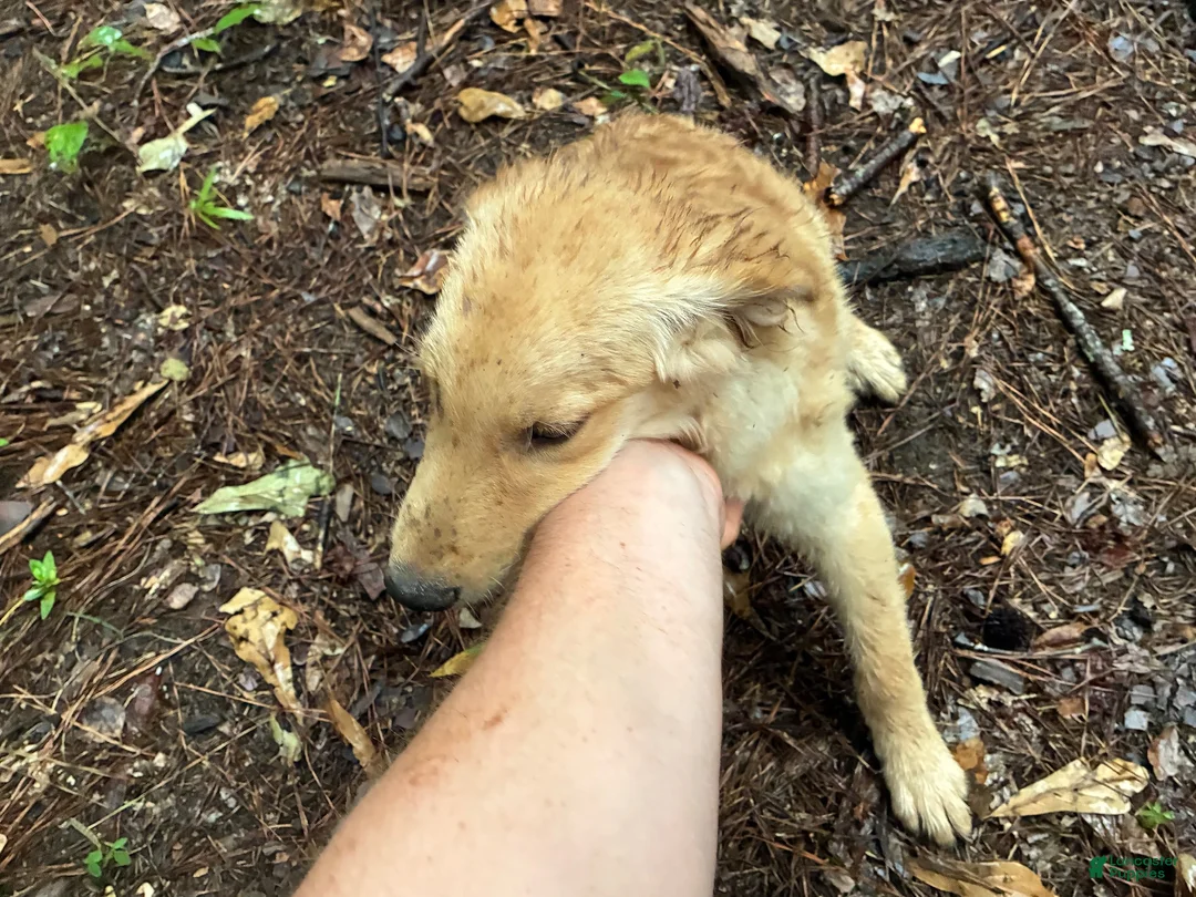 Golden Retriever dogs for sale: Golden Retriever 1 - Ad 3