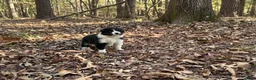Border Collie dogs for sale: Pepper - Ad 4