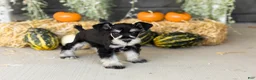 Miniature Schnauzer dogs for sale: Sam  - Ad 3