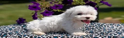 Maltese dogs for sale: Teddy - Ad 5