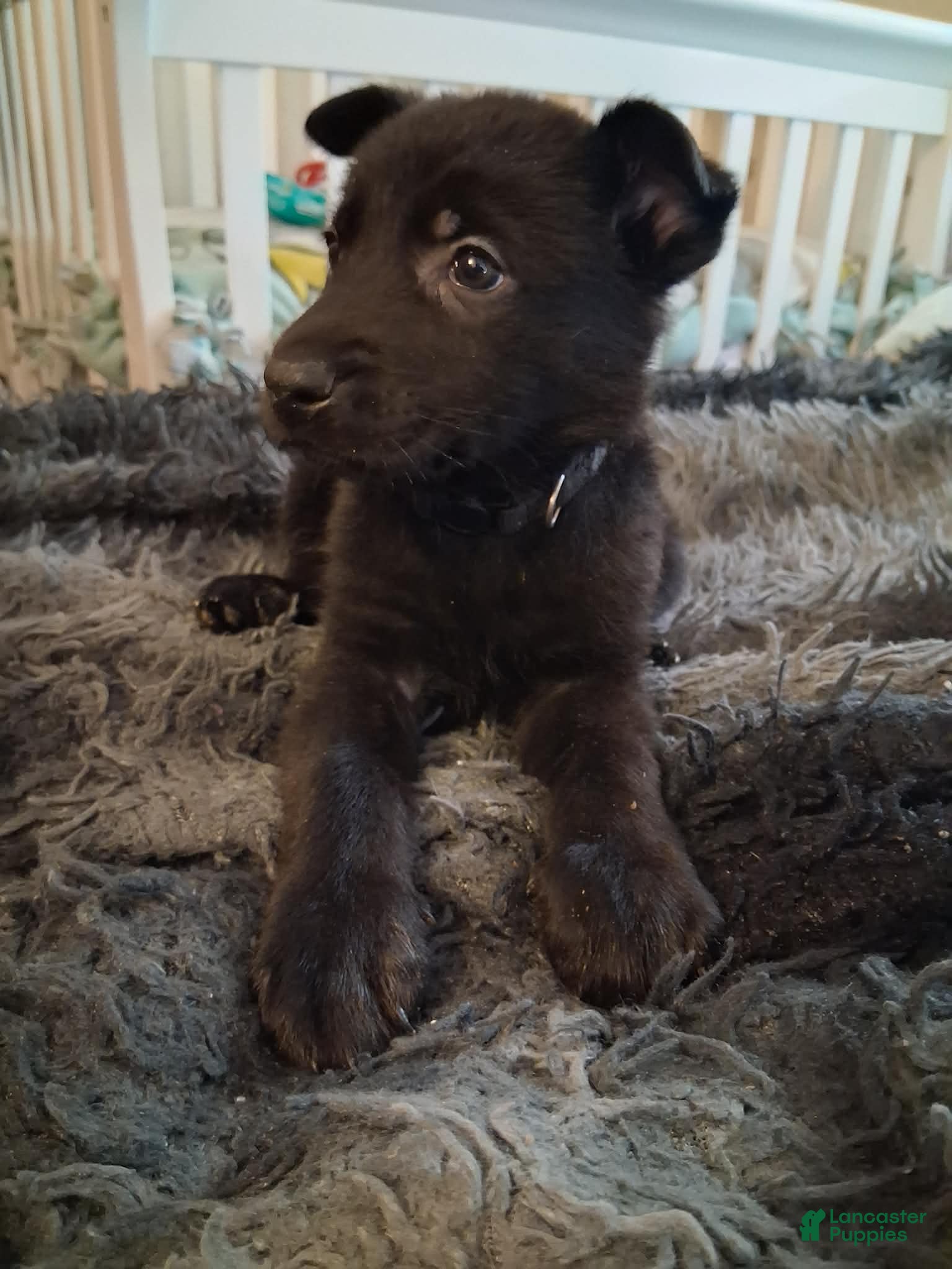 German Shepherd dogs Xena 🖤  - Ad 23