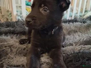 German Shepherd dogs Xena 🖤 - Ad 23