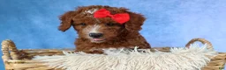 Cavapoo dogs for sale: TUCKER - Ad 4