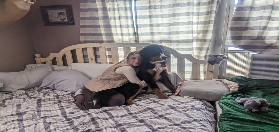 Gallery Image {{count}}