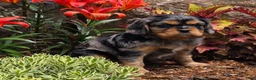 Cavalier King Charles Spaniel dogs for sale: Violet - Ad 11