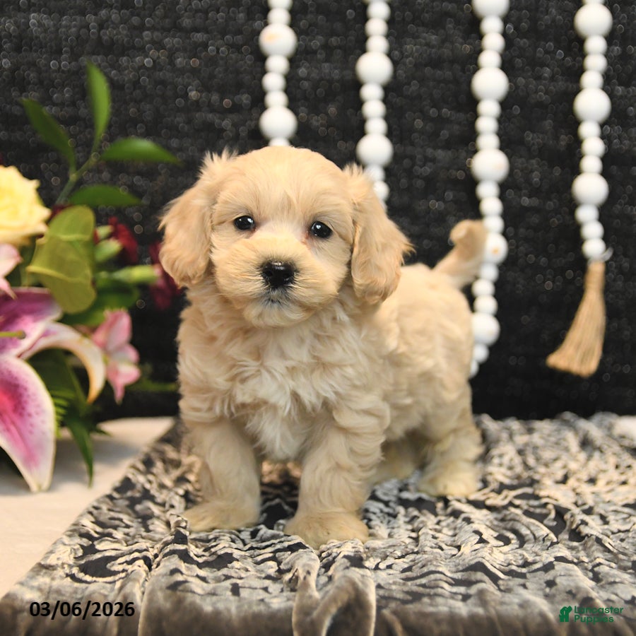 Maltipoo dogs Theo - Ad 1