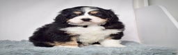 Bernedoodle dogs for sale: Mr. Sparky - Ad 5