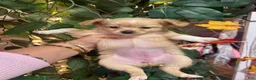 Chihuahua dogs for sale: Chihuahua 3 - Ad 3