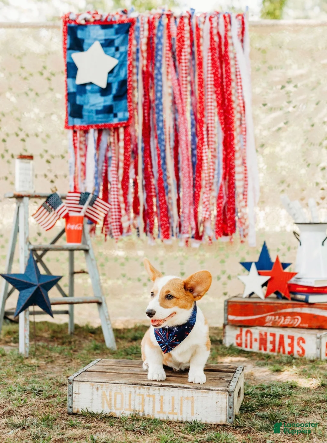 Welsh Corgi Pembroke dogs for sale: Rocky - Ad 1