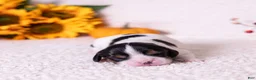 Cavalier King Charles Spaniel dogs for sale: Barnaby - Ad 4
