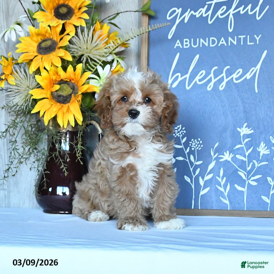 Cavapoo dogs Jason - Ad 1