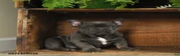 French Bulldog dogs for sale: Texas - Ad 1