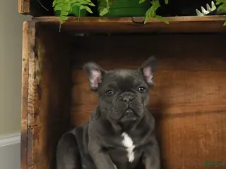 French Bulldog dogs Texas - Ad 37