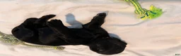 Double Doodle dogs for sale: Ruby - Ad 2