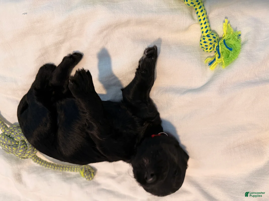 Double Doodle dogs for sale: Ruby - Ad 2