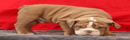 English Bulldog dogs for sale: Sam - Ad 5