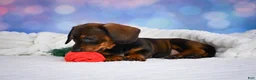 Miniature Dachshund dogs for sale: Millie - Ad 4
