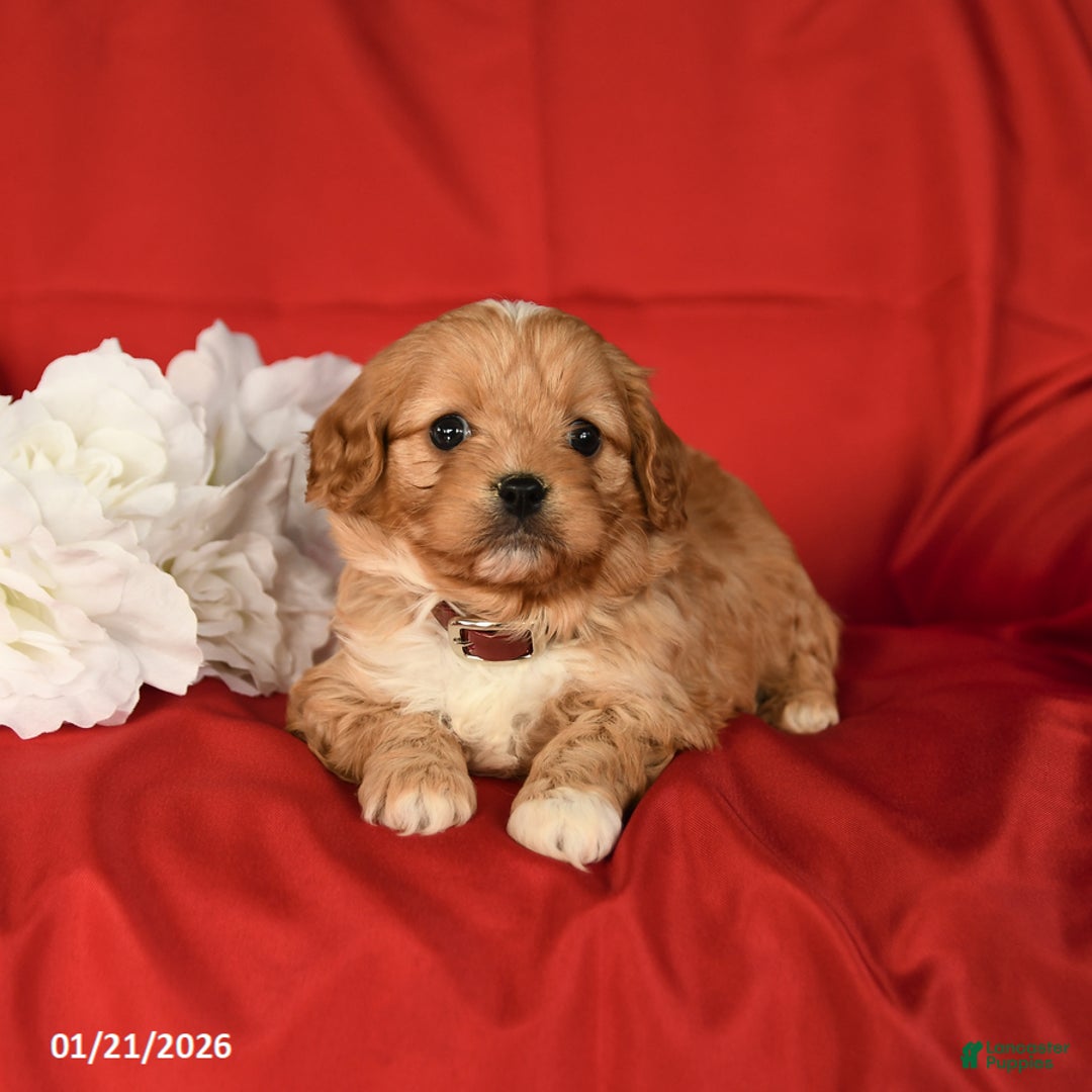 Cavapoo dogs for sale: Curt - Ad 4