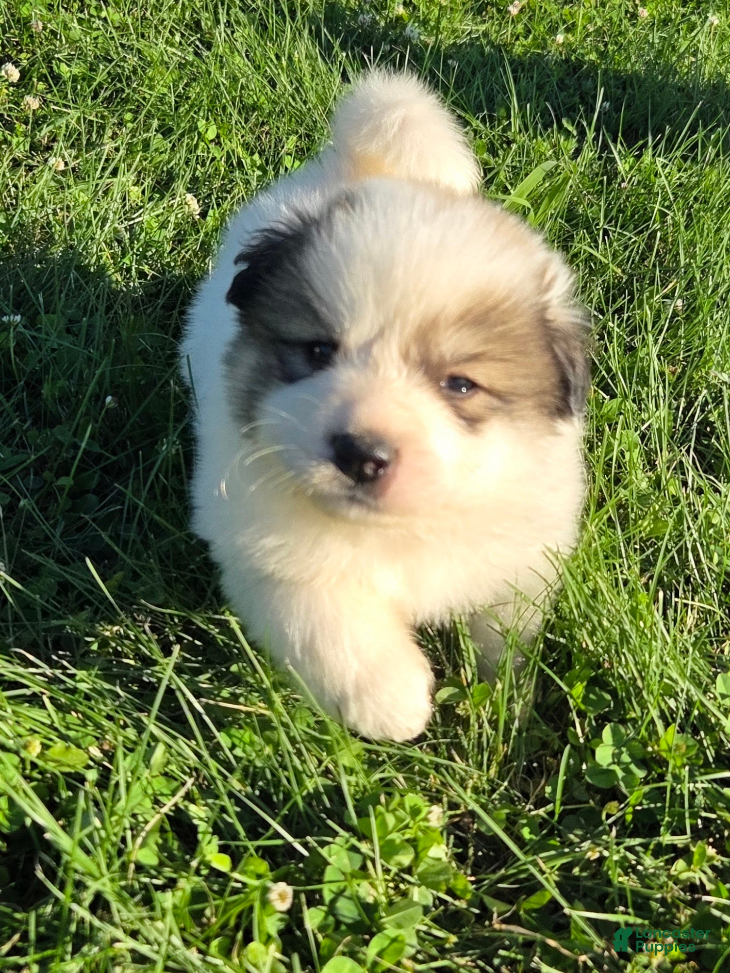 Great Pyrenees dogs for sale: Patrick - Ad 3