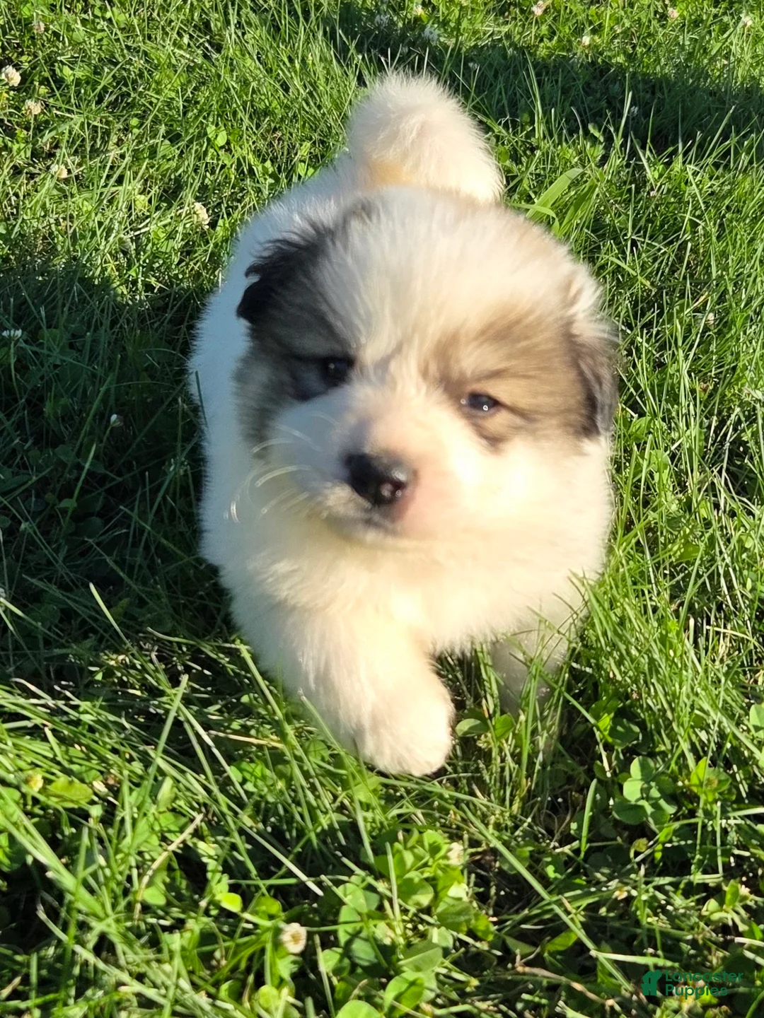 Great Pyrenees dogs for sale: Patrick - Ad 1
