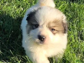 Great Pyrenees dogs for sale: Patrick - Ad 3