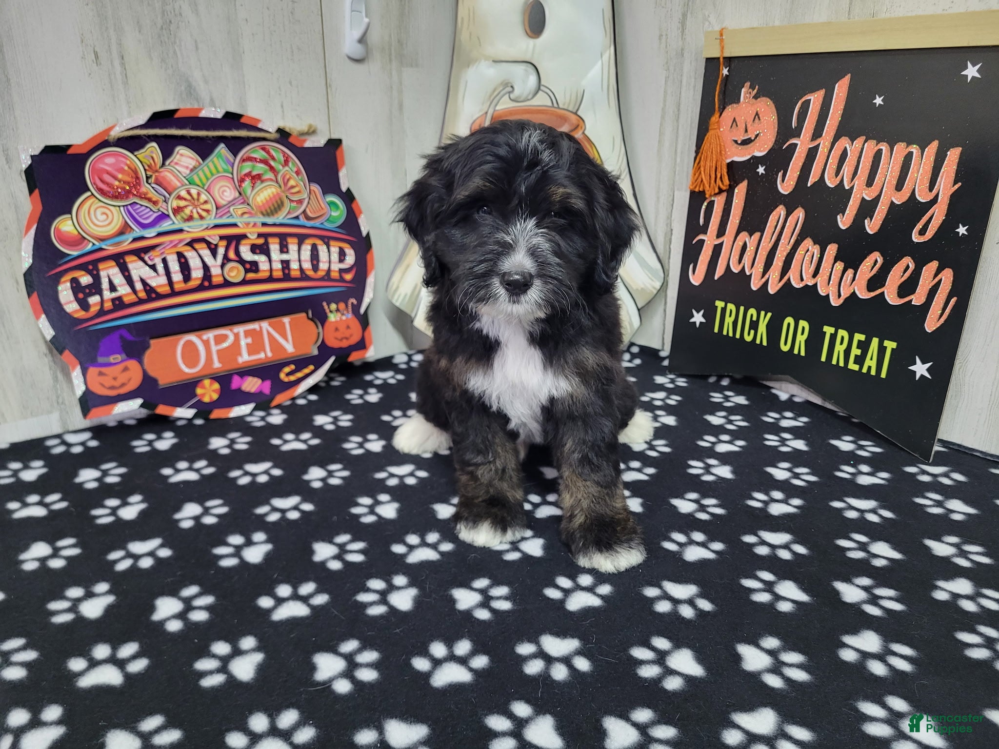 Mini Bernedoodle dogs for sale: F1b Porter - Ad 3