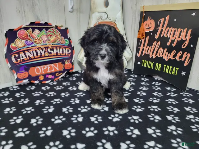Mini Bernedoodle dogs for sale: F1b Porter - Ad 7
