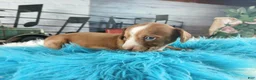 Dachshund dogs for sale: Nationwide delivery. Sugar pies red and white boy - Ad 7